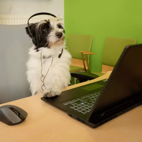 Pies ze słuchawkami na uszach przy laptopie
