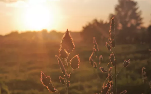 ilustracja dekoracyjna