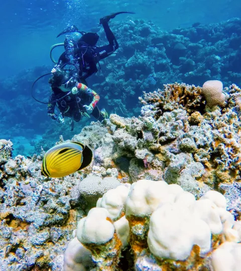 Nurek pod wodą płynie obok rafy koralowej